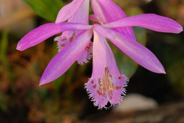 Image of Peacock orchids