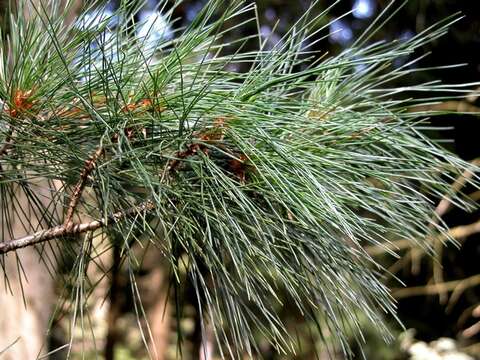 Imagem de Pinus peuce Griseb.