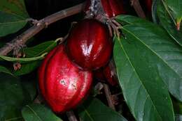 Image of Cacao Tree