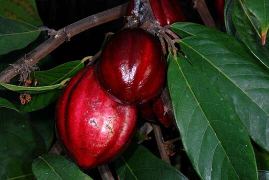 Image of Cacao Tree
