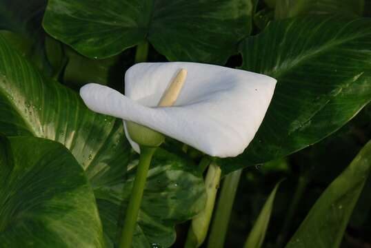 Image of calla lily