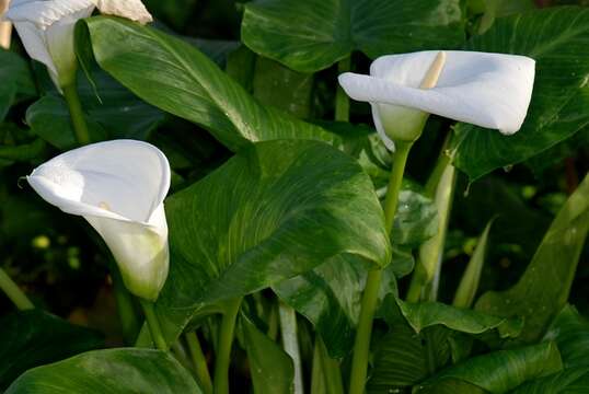 Image of calla lily