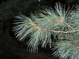 Imagem de Pinus peuce Griseb.