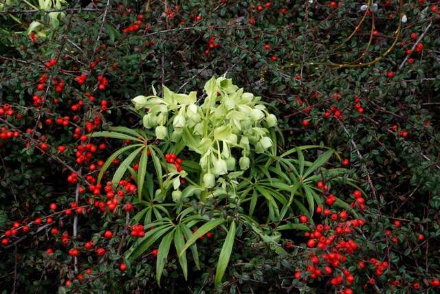 Image of Hellebore