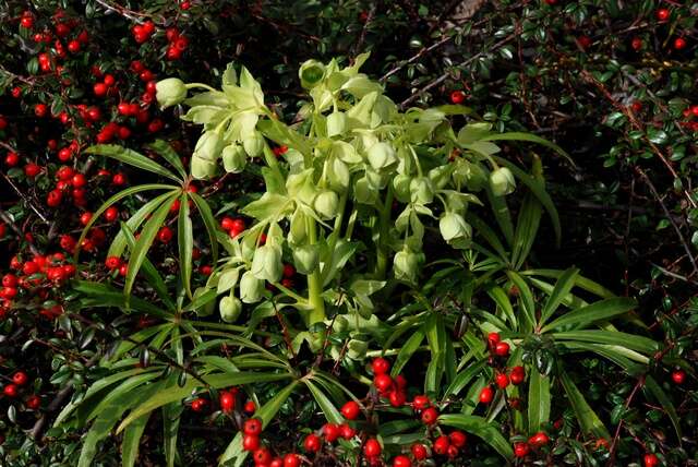 Plancia ëd Helleborus