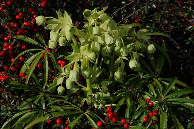 Image of Hellebore