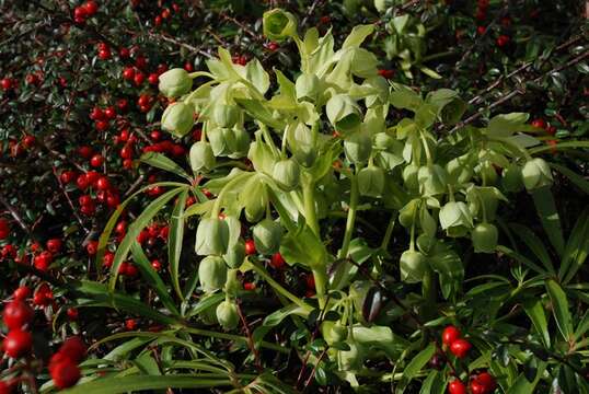 Plancia ëd Helleborus