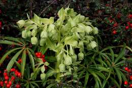 Image of Hellebore