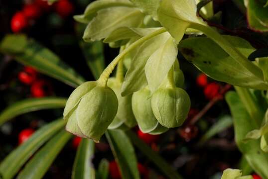 Plancia ëd Helleborus