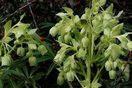 Plancia ëd Helleborus