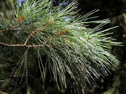 Imagem de Pinus peuce Griseb.