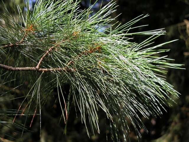 Imagem de Pinus peuce Griseb.