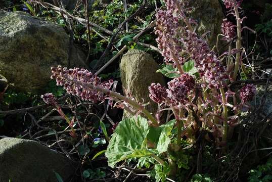 Image of butterbur