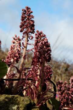 Image of butterbur