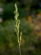 Image of Meadow Grasses