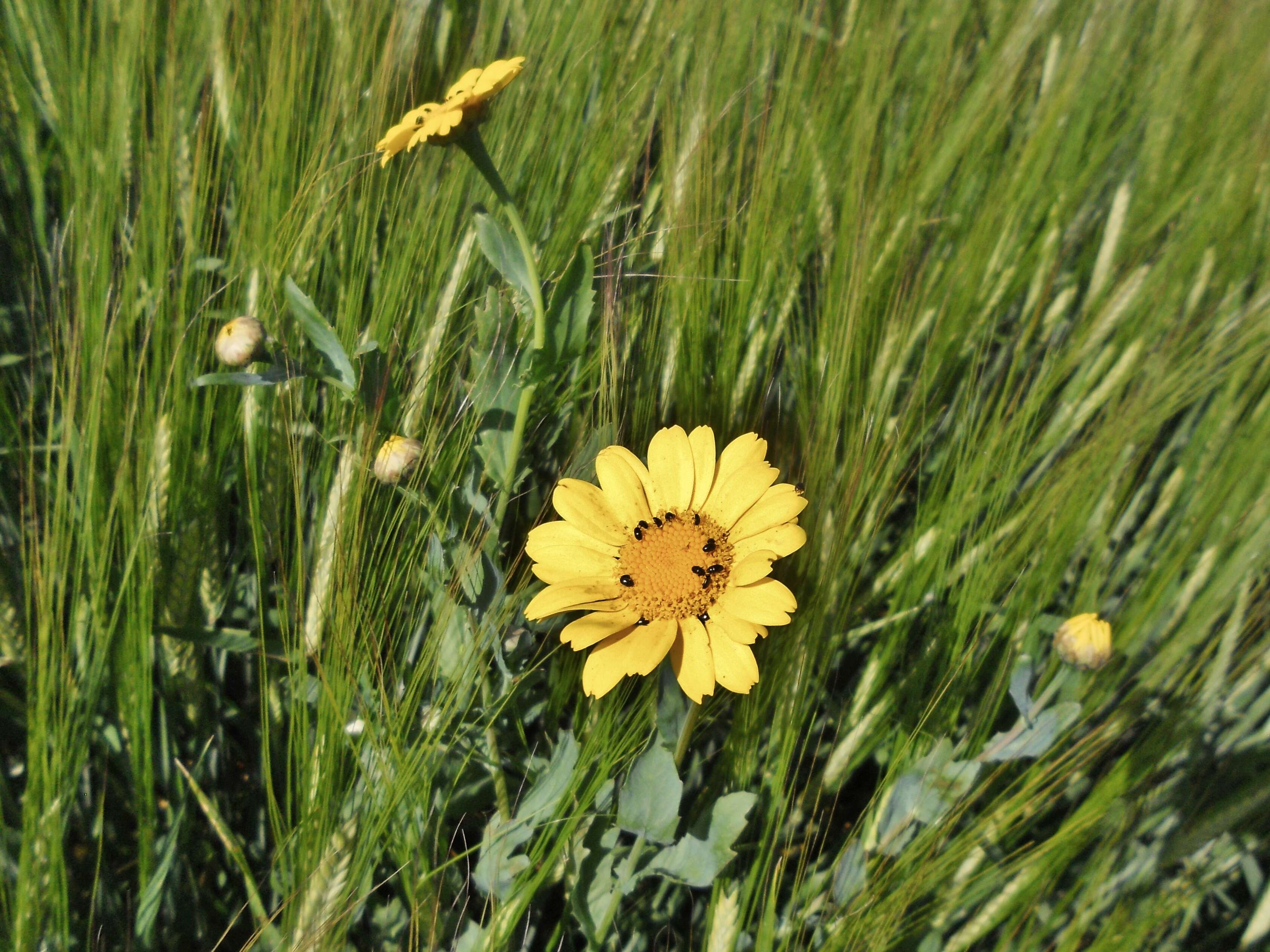 Image of corndaisy