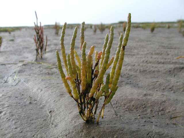 Слика од Salicornia