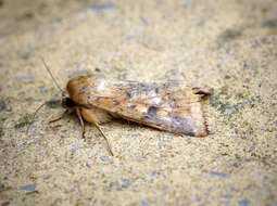 Image of cotton bollworm