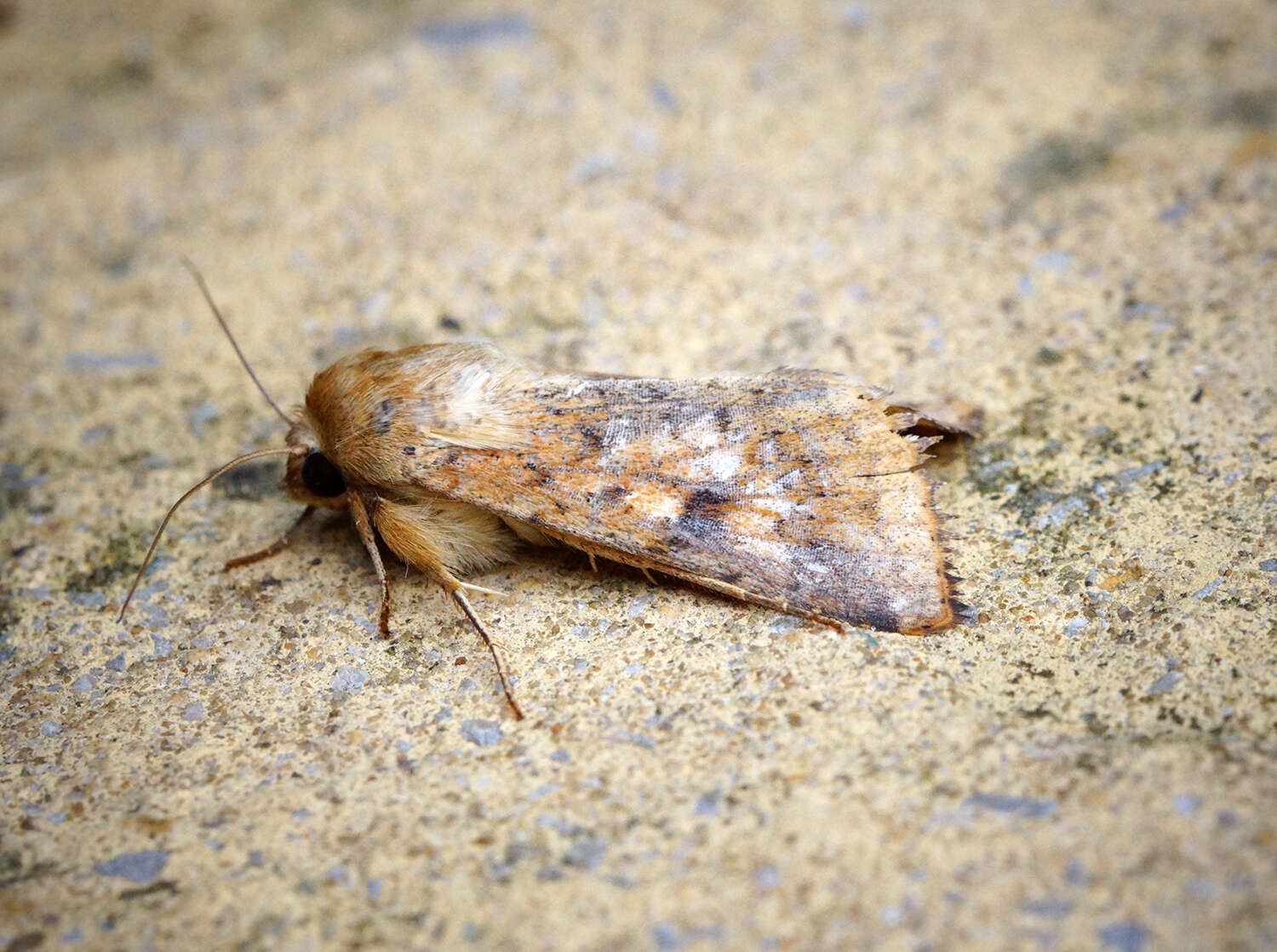 Image of cotton bollworm