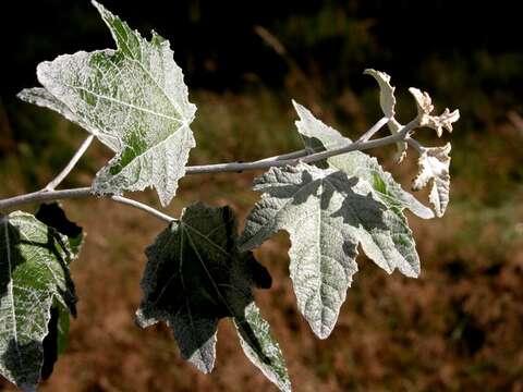 Image of Poplar