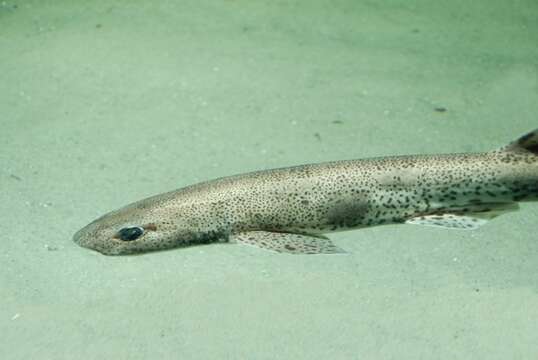 Image of Spotted cat sharks