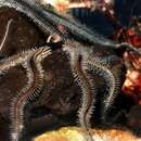 Image of black brittle star