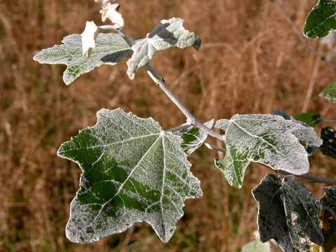 Image of Poplar