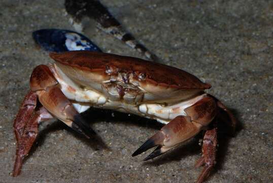 Image of crab