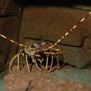 Image of Common Spiny Lobster