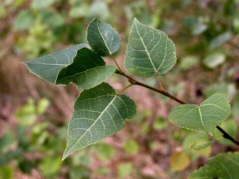 Imagem de Saliceae