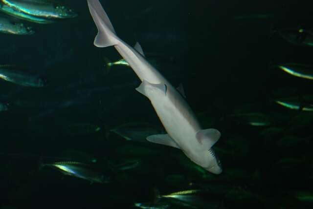 Image of squaliform sharks