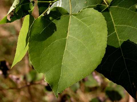 Imagem de Saliceae