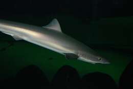 Image of Galeorhinus