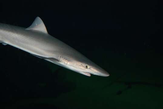 Image of Galeorhinus