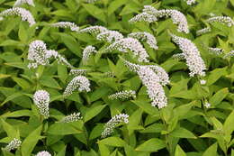 Image of gooseneck yellow loosestrife