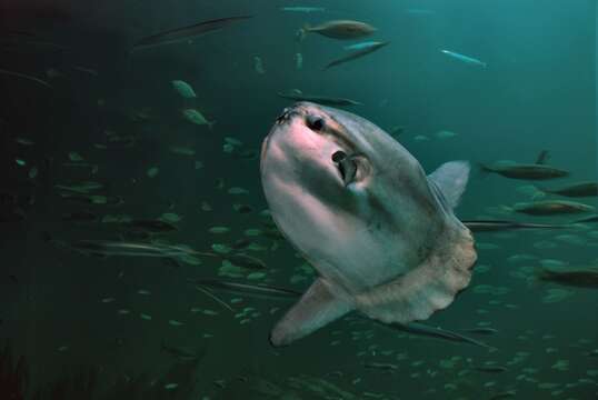 Image of Mola