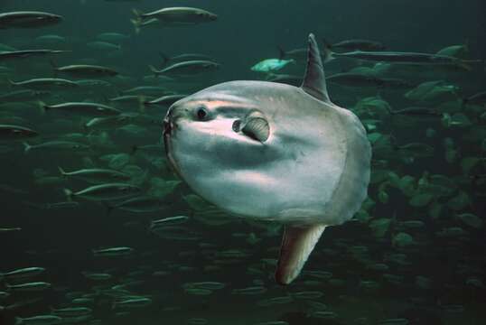 Image of Mola