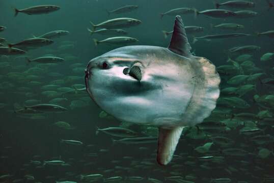 Image of Mola