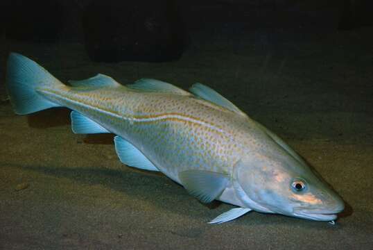 Image of cod