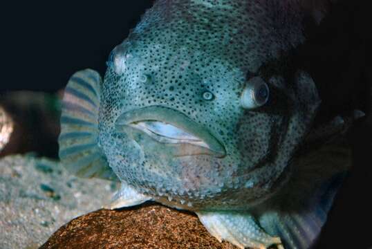 صورة Cyclopterus