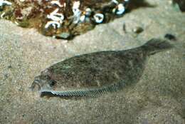 Image of Hippoglossoides