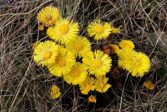 Plancia ëd Tussilago