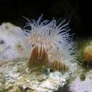 Image of small snakelocks anemone