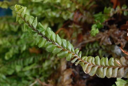 Image of Jungermanniaceae