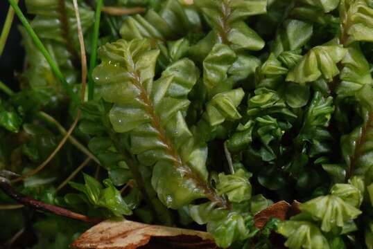 Image of Jungermanniaceae