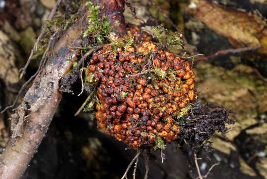 Image of alder