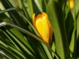 Imagem de <i>Crocus crysanthus</i>