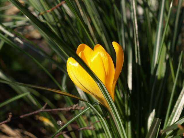 صورة <i>Crocus crysanthus</i>