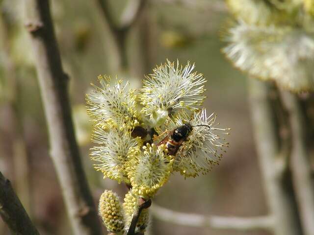 Image of willow family