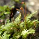 Image of bryoid fissidens moss